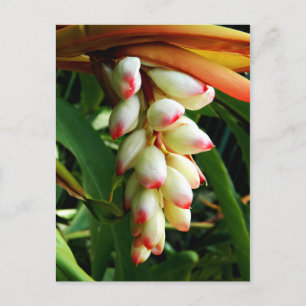 Carte Postale Fleur tropicale exotique luxuriante