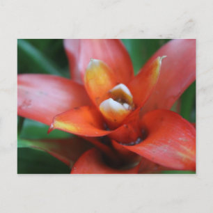 Carte Postale Fleur tropicale n° 3