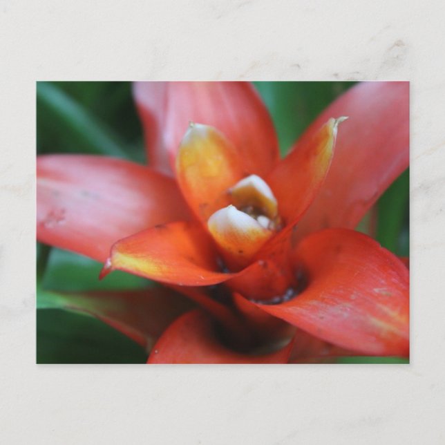 Carte Postale Fleur tropicale n° 3 (Devant)