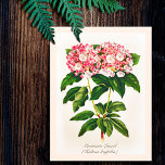 Carte Postale Fleur vintage de laurier de montagne<br><div class="desc">Illustration botanique vintage du feuillage et de la floraison des lauriers de montagne, oeuvre d'art très élégante, sophistiquée et classe pour un décor maison romantique chic et amoureux de la nature ou des fleurs. Le Kalmia latifolia ou cuillère est originaire de l'est des États-Unis et de la fleur d'état du...</div>