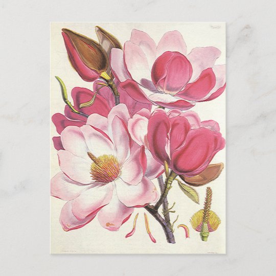 Carte Postale Fleur Vintage De Magnolia Arbre Fleurs Roses Du J Zazzle Fr