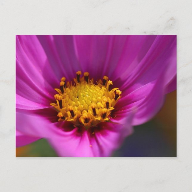 Carte Postale Fleur violet (Devant)