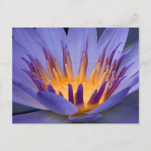 Carte Postale Fleur violet et or