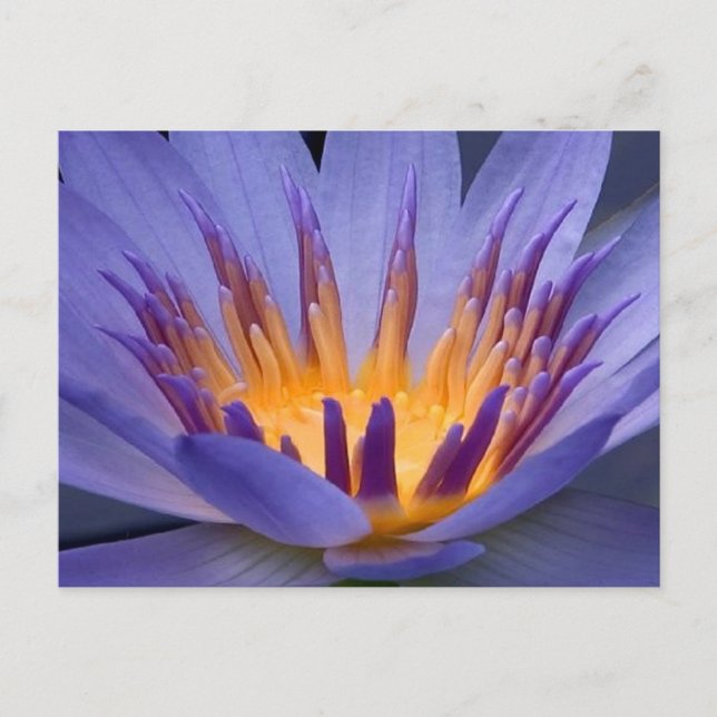 Carte Postale Fleur violet et or (Devant)
