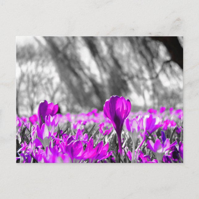 Carte Postale Fleur violet noir blanc monochrome (Devant)