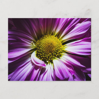 Carte postale Fleur Violette