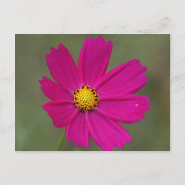 Carte Postale fleur violette (Devant)