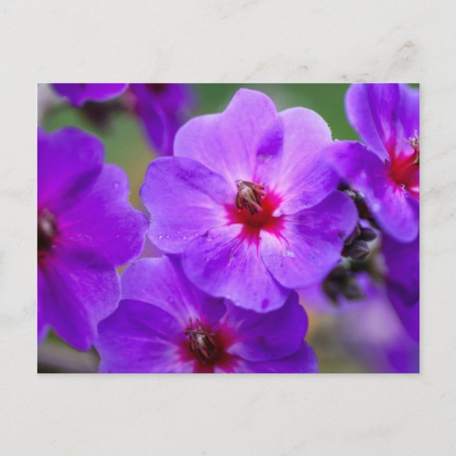 Carte Postale Fleur violette (Devant)