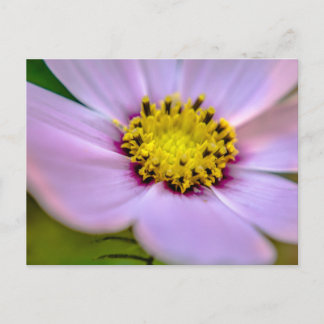 Carte Postale Fleur violette