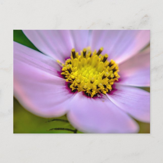 Carte Postale Fleur violette (Devant)