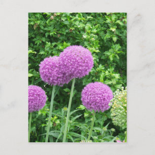 Carte Postale Fleur violette Allium