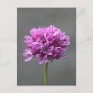 Carte Postale fleur violette avec fourmi