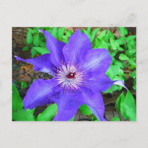 Carte Postale Fleur violette Clematis