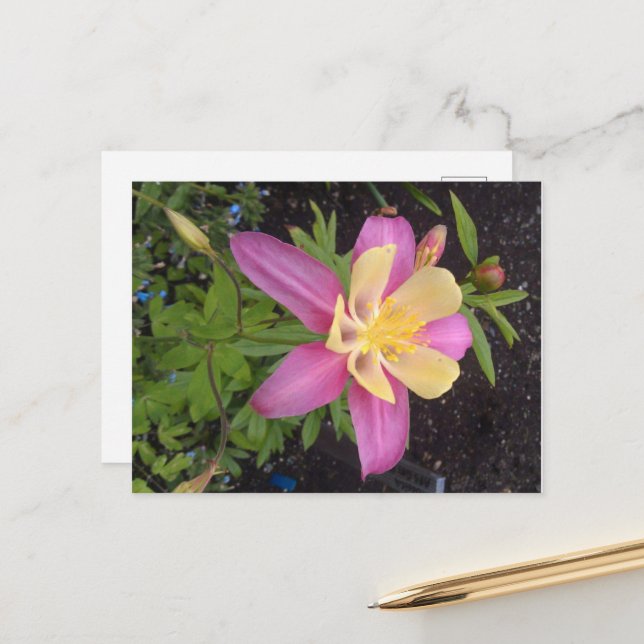 Carte Postale Fleur violette de l'Alaska (Devant/Arrière en situation)