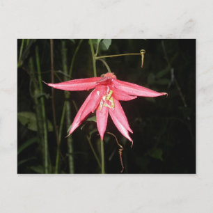 Carte Postale Fleur, Volcan Arenal, Costa Rica