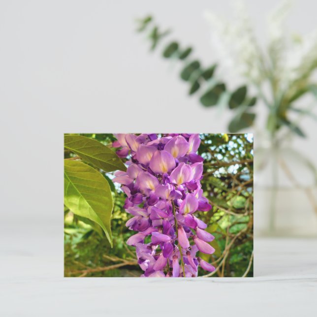 Carte Postale Fleur Wisteria (Debout devant)