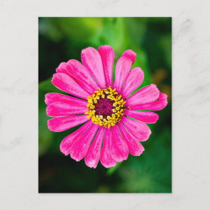 Carte Postale Fleur Zinnia rose