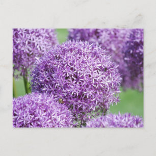 Carte postale Fleurie Allium Flowers