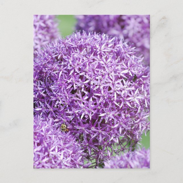 Carte postale Fleurie Allium Flowers (Devant)