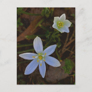 Carte Postale fleurir en blanc