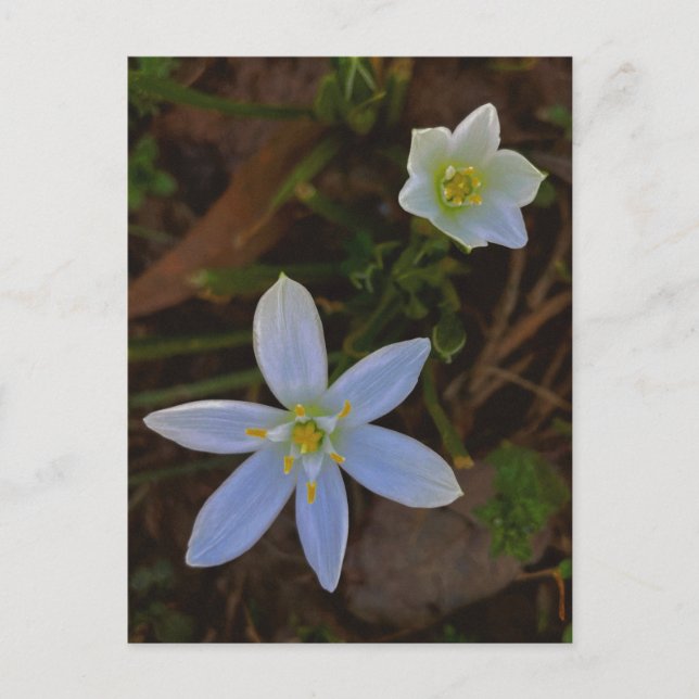 Carte Postale fleurir en blanc  (Devant)