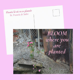 Carte Postale Fleurissez là où vous êtes plantée Fleurs roses