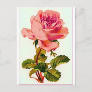 Carte Postale Fleurs