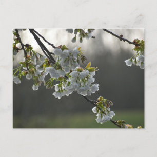 Carte Postale Fleurs