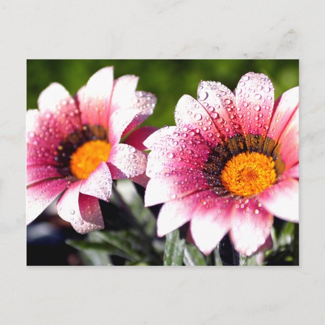 Carte postale Fleurs (Devant)