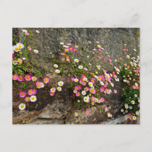 Carte Postale Fleurs 