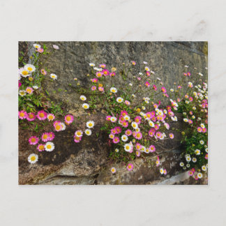 Carte Postale Fleurs