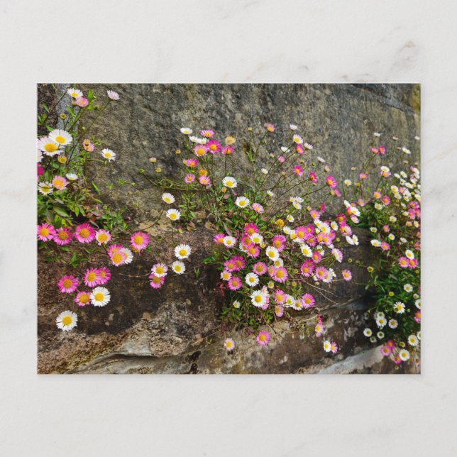 Carte Postale Fleurs  (Devant)