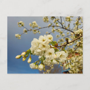 Carte Postale Fleurs