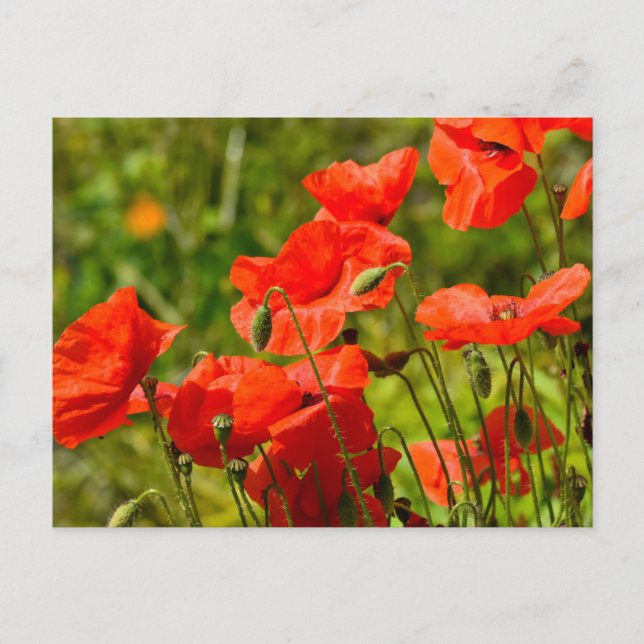 Carte Postale Fleurs (Devant)
