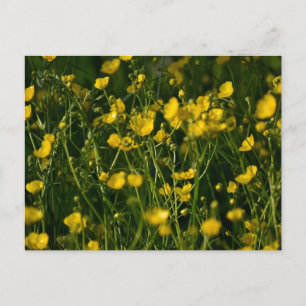 Carte Postale Fleurs