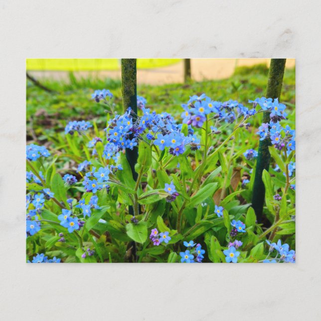 Carte Postale Fleurs (Devant)