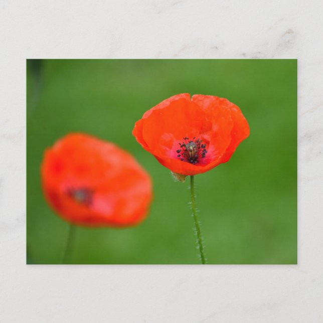 Carte Postale Fleurs (Devant)
