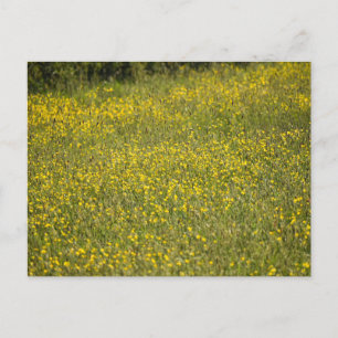 Carte Postale Fleurs