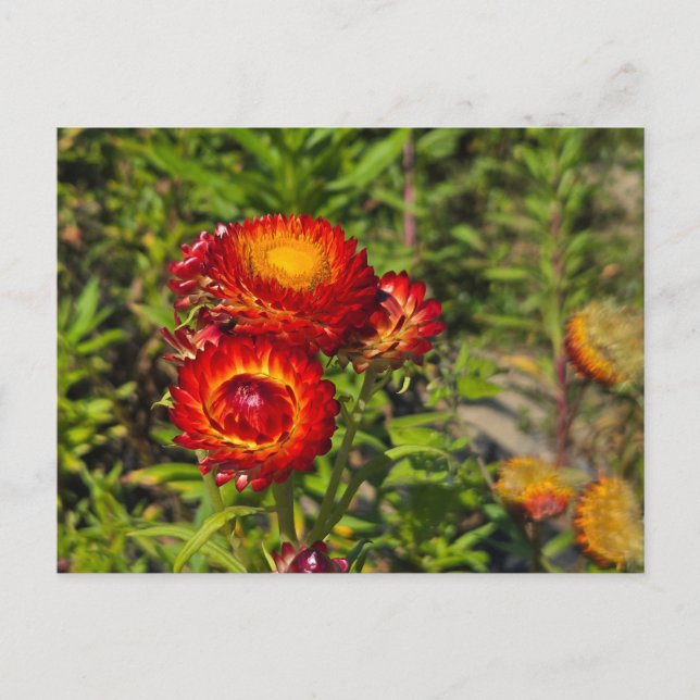 Carte Postale Fleurs (Devant)
