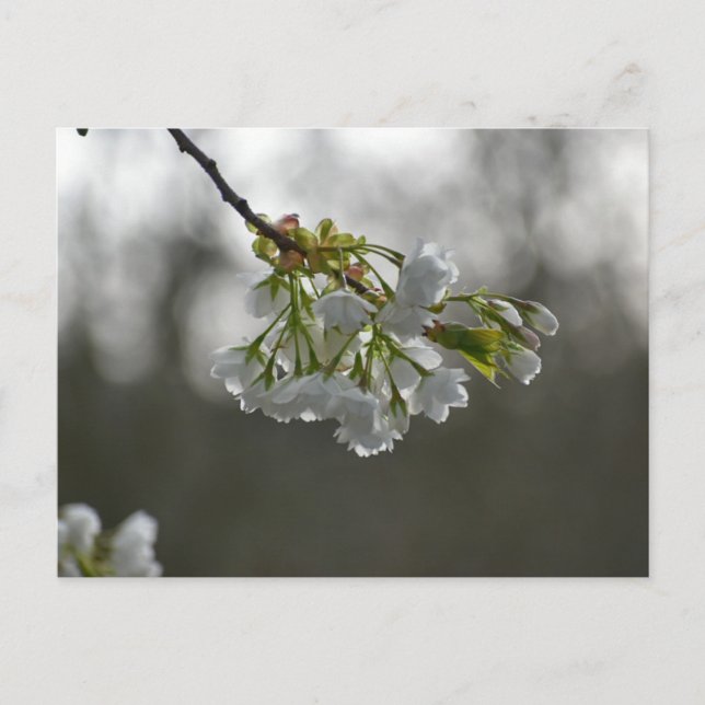 Carte Postale Fleurs (Devant)