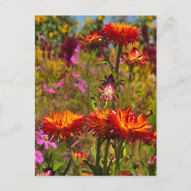 Carte Postale Fleurs (Devant)