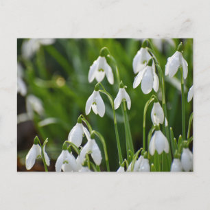 Carte Postale Fleurs
