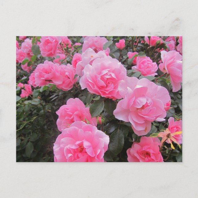 Carte Postale fleurs (Devant)