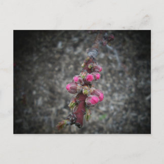 Carte Postale fleurs