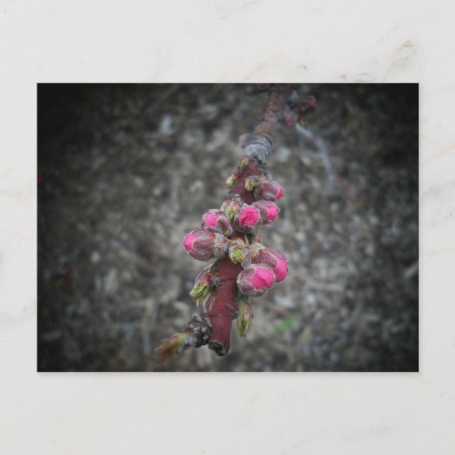 Carte Postale fleurs (Devant)