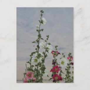 Carte Postale Fleurs