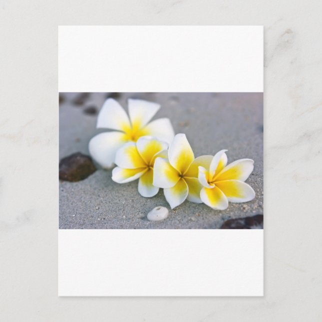 Carte Postale Fleurs (Devant)