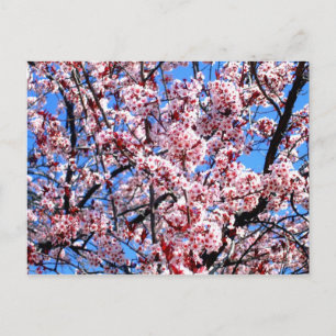 Carte Postale Fleurs