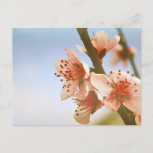 Carte Postale Fleurs