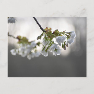 Carte Postale Fleurs